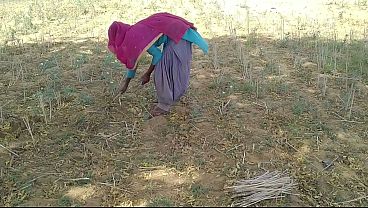 Desi Indian Pacar Lagi Ngebor Ceweknya Yang Lagi Asyik Kerja Di Sawah